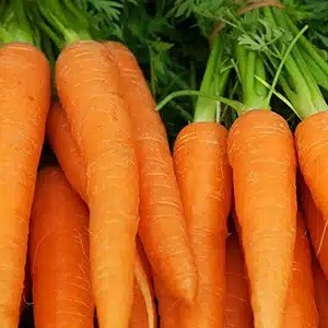 Carrot